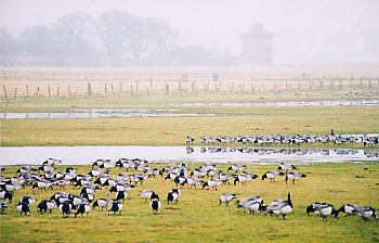 Svalbard barnacle geese at the Wildfowl and Wetlands Trust, Caerlaverock